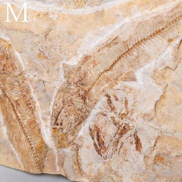 Hakelia Fossil Fish Association – bovenste Krijt, Hakel,, Nieuw
