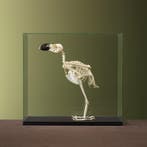 Witnekraaf Skelet Taxidermie Opgezette Dieren By Max, Ophalen of Verzenden, Opgezet dier