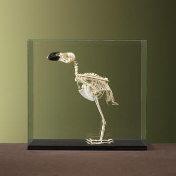 Witnekraaf Skelet Taxidermie Opgezette Dieren By Max, Ophalen of Verzenden, Opgezet dier