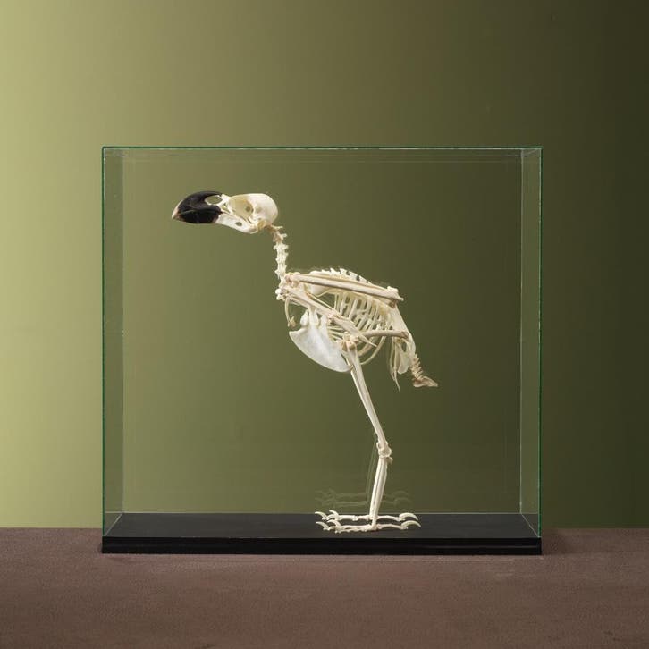 Witnekraaf Skelet Taxidermie Opgezette Dieren By Max, Collections, Collections Animaux, Enlèvement ou Envoi
