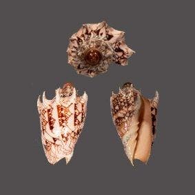 Uitstekende Cymbiola imperialis - Intense Donkere Imperiale, Nieuw