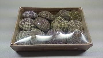 Zeeegel Sea Urchin Alfonso Naturel LET OP 10 stuks, Nieuw
