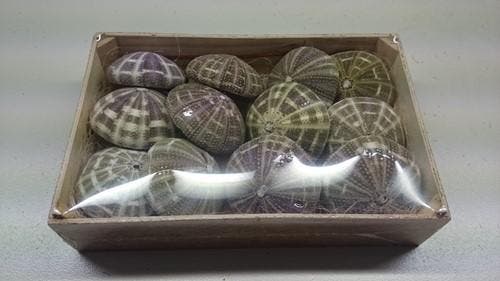 Zeeegel Sea Urchin Alfonso Naturel LET OP 10 stuks, Hobby en Vrije tijd, Knutselen, Nieuw