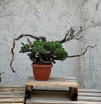 Jeneverbes bonsai (Juniperus) - Hoogte (boom): 35 cm -