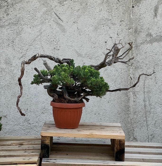 Jeneverbes bonsai (Juniperus) - Hoogte (boom): 35 cm -, Antiek en Kunst, Curiosa en Brocante