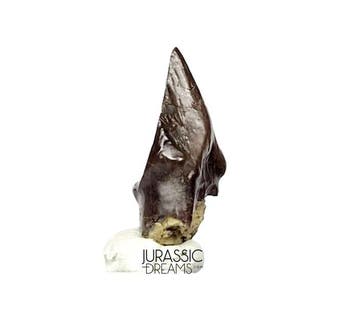 Ultra zeldzaam Pachycephalosaurus wyomingensis tand -