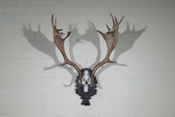 Trophée du cerf dama Crâne - Dama dama - 55 cm - 85 cm - 63