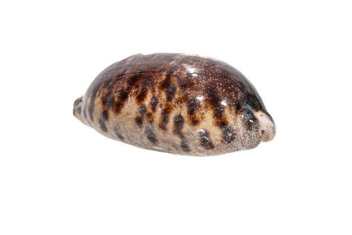 Grote schildpadkauri (Cypraea testudinaria) – Makelloses, Verzamelen, Dierenverzamelingen