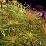 Pogostemon stellatus - In Vitro, Verzenden, Nieuw