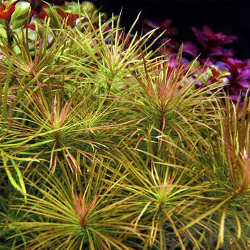 Pogostemon stellatus - In Vitro, Verzenden, Nieuw