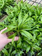 Echinodorus Magdalenensis (Aquariumplanten), Verzenden, Nieuw, Plant(en), Steen of Hout