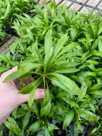 Echinodorus Magdalenensis (Aquariumplanten), Verzenden, Plant(en), Steen of Hout