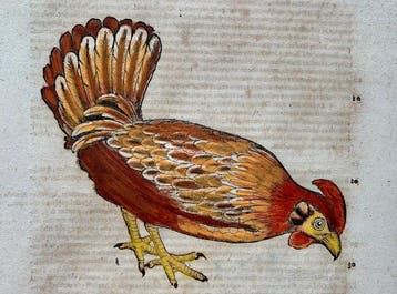 Conrad Gesner - Vogelbuch - 1617