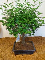 Liguster bonsai (Ligustrum) - Hoogte (boom): 43 cm - Diepte