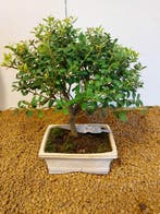 Japanese holly bonsai (Ilex crenata) - Hoogte (boom): 22 cm