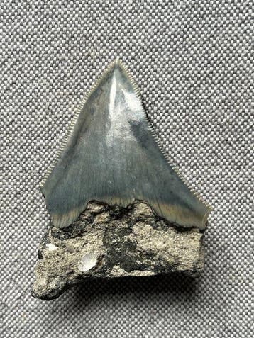 Megalodon-tand 6,5 cm - Fossiele tand - Carcharocles