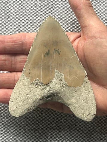 Megalodon tand 10,9 cm - Fossiele tand - Carcharocles