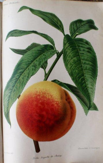 Collectif - Revue horticole - 1874