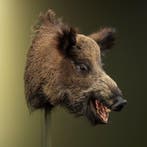 Wild Zwijn Middel Taxidermie Opgezette Dieren By Max, Ophalen of Verzenden, Opgezet dier