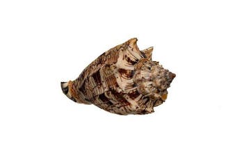 RARITEIT: Hebreeuwse Volute (Voluta hebraea) • Prachtstuk