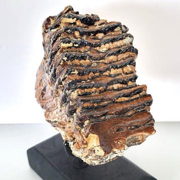 Mammouth laineux fossile sur socle fait à la main - Molaire