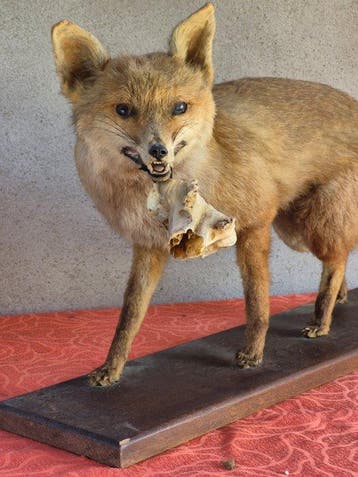 Renard - Support mural pour taxidermie - Vulpes vulpes -, Collections