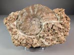 Kamaroniceras ammoniet met brachiopoden - Gefossiliseerde, Verzamelen