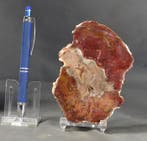 Mooi en decoratief versteend hout op een standaard -