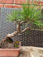 Den bonsai (Pinus) - Hoogte (boom): 21 cm - Diepte (boom):