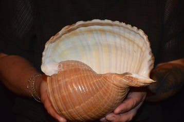 Zeeslak Zeeschelp - S-372 TONNA AMPULLACEA (Zonder, Nieuw