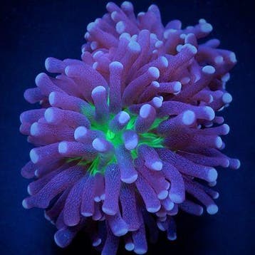 Euphyllia Cristata (Joker) (2 koppen)
