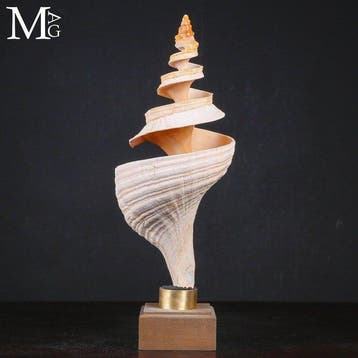 Gehouwen Reuzen Triton-schelp - Triplofusus giganteus, Nieuw