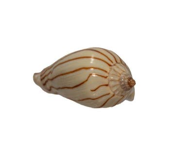 Zebra-walzenschnecke: Amoria zebra f. lineata / filament (50, Verzamelen, Nieuw