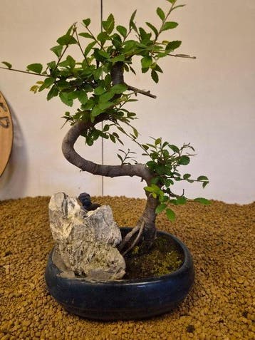 zelkova - Hoogte (boom): 30 cm - Diepte (boom): 18 cm -