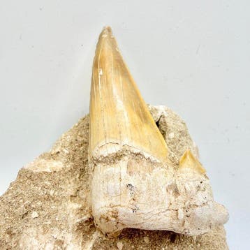 Dent de requin fossilisée Otodus obliquus - Crâne fossile -, Collections