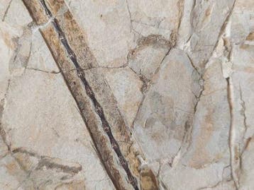 Dinosaurus - Fossiel skelet - Anchiornis - 50 cm - 25 cm