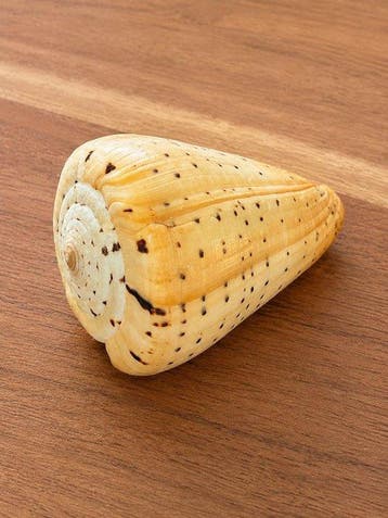 Gastéropode Coquillage marin - Conus betulinus (Sans prix de, Antiquités & Art, Curiosités & Brocante