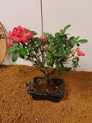 Azalea bonsai (Rhododendron) - Hoogte (boom): 23 cm - Diepte