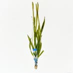 Vallisneria giganthea rubra - aquariumplant, Ophalen of Verzenden, Nieuw, Plant(en), Steen of Hout