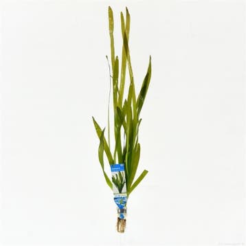 Vallisneria giganthea rubra - aquariumplant, Dieren en Toebehoren, Ophalen of Verzenden, Nieuw, Plant(en), Steen of Hout