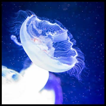 Roberto Cavalli (Italia, 1971) - Jellyfish, In The Blue