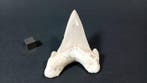 Requin - Dent fossile - Otodus Obliquus - 7.7 cm - 5.7 cm