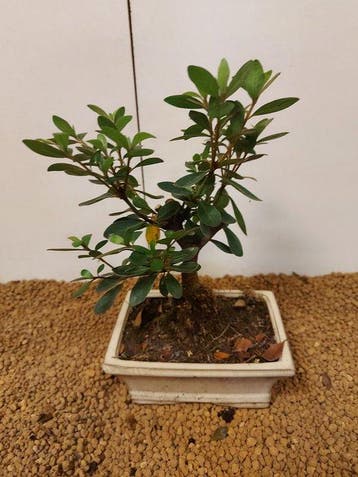 Bonsaï Azalée (Rhododendron) - Hauteur (arbre) : 23 cm -