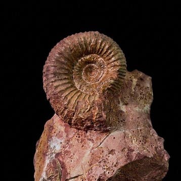 Ammonite - Coquillage fossilisé - Catacoeloceras - 10 cm -, Collections, Minéraux & Fossiles