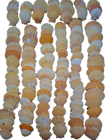 Pecten Vexillum Jacobsschelp Oranje ca. 4 cm 1 kilo, Nieuw