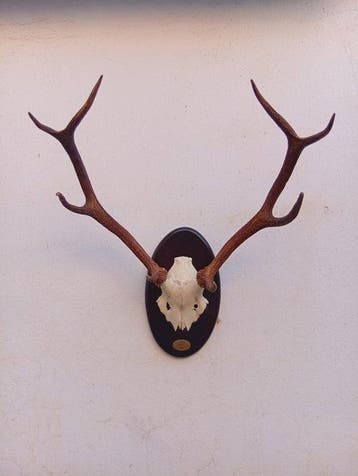 Hert Taxidermie wandmontage - Cervus elaphus hispanicus - 5