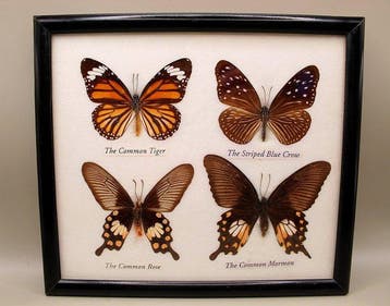 Ingelijste Vlindercollectie Taxidermie volledige montage -