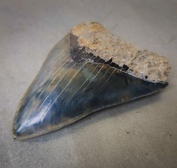 Megalodon - Fossiele tand - 127 mm - 103 mm