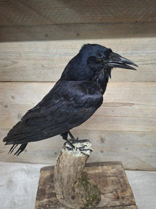 Kraai Taxidermie volledige montage - corvus corone - 40 cm -, Antiek en Kunst, Curiosa en Brocante