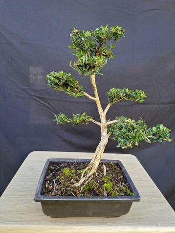 Lonicera - Hauteur (arbre) : 37 cm - Profondeur (arbre) : 34
